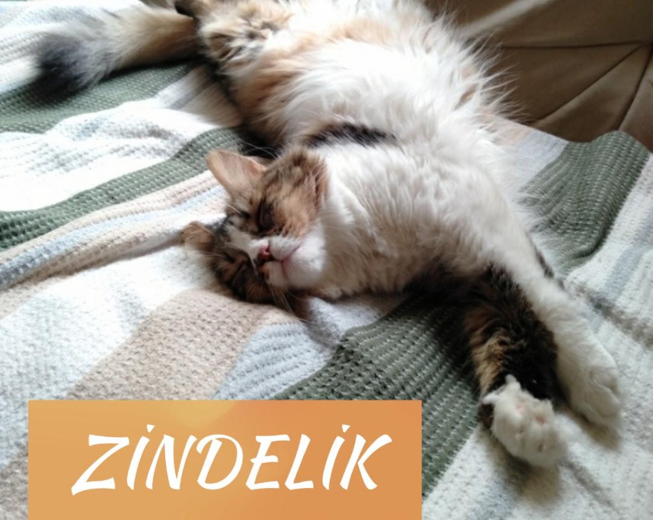 ZİNDELİK