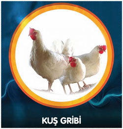 Neden kuş gribi bizi endişelendiriyor?