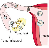 Yumurta çatlaması nedir?