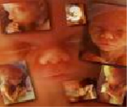Fetal gelişim, Üçüncü Trimestir ( Son Üç Ay)