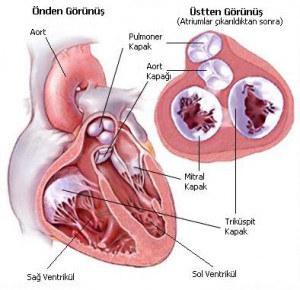 Kalbin anatomisi