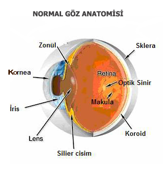 Retina