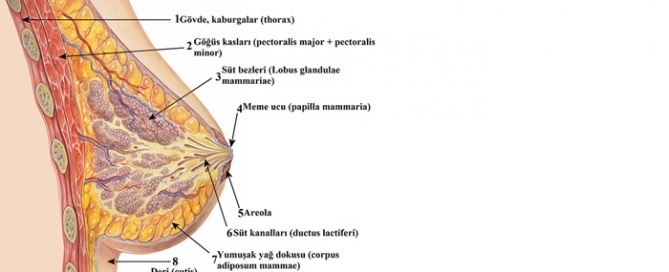 Memenin yapısı