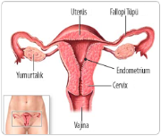 Kadın Üreme Organı