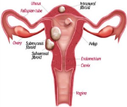 Rahim ağzı kanseri hakkında