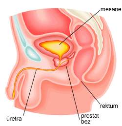 Prostat Hastalıkları Nelerdir?