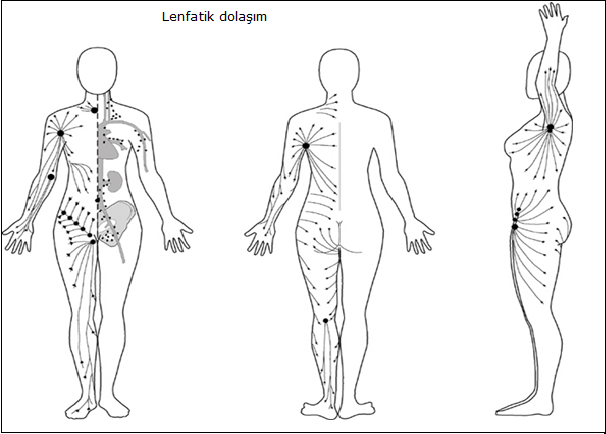 LENF SİSTEMİ VE LENFÖDEM