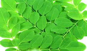 Yeni keşfimiz moringa!