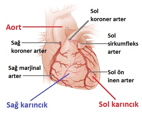 Koroner dolaşım makalesi