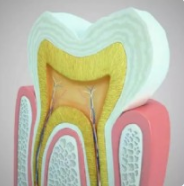 Kanal Tedavisi (Endodonti)
