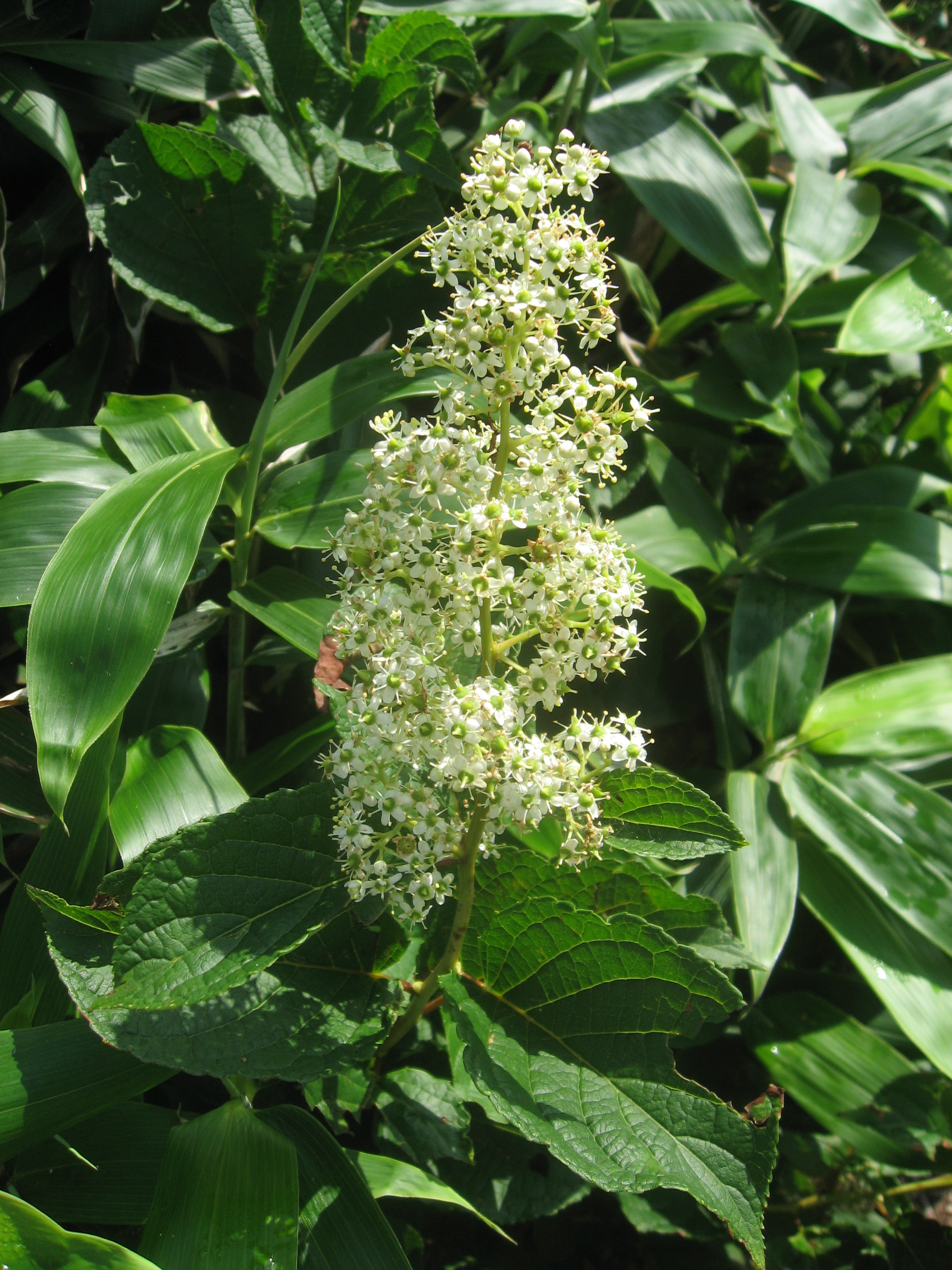 Tripterygium wilfordii ve fitoterapi ön yargıları