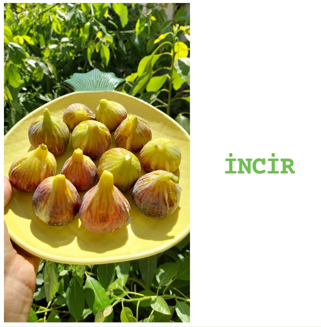 İncir
