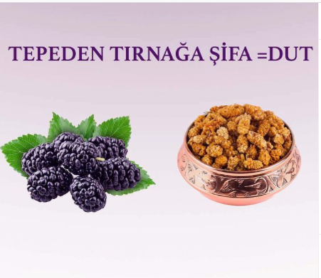 Tepeden tırnağa şifa = Dut makalesi