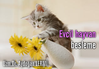 Evcil hayvan besleme