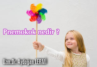 Pnemokok nedir ?