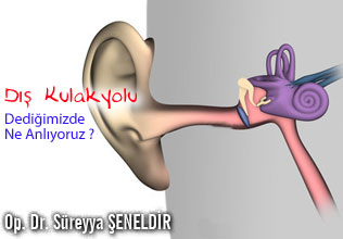 Dış kulakyolu dediğimizde ne anlıyoruz ?