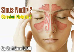 Sinüs nedir ? sinüslerin görevleri nelerdir ?