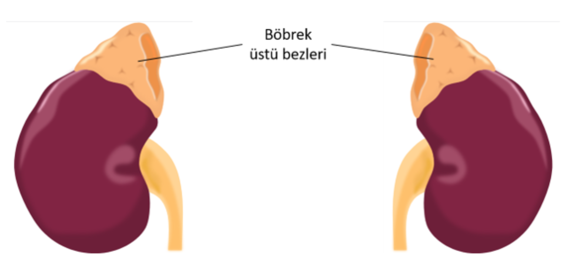 Surrenal (Böbrek üstü bezi) tümörleri