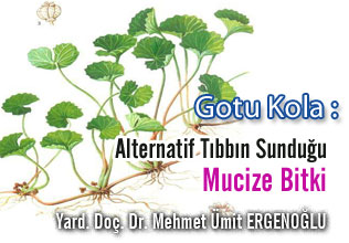 Gotu kola: alternatif tıbbın sunduğu mucize bitki