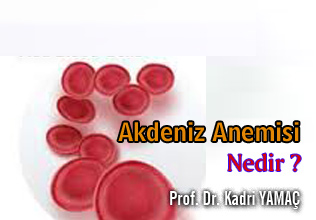 AKDENİZ ANEMİSİ NEDİR makalesi