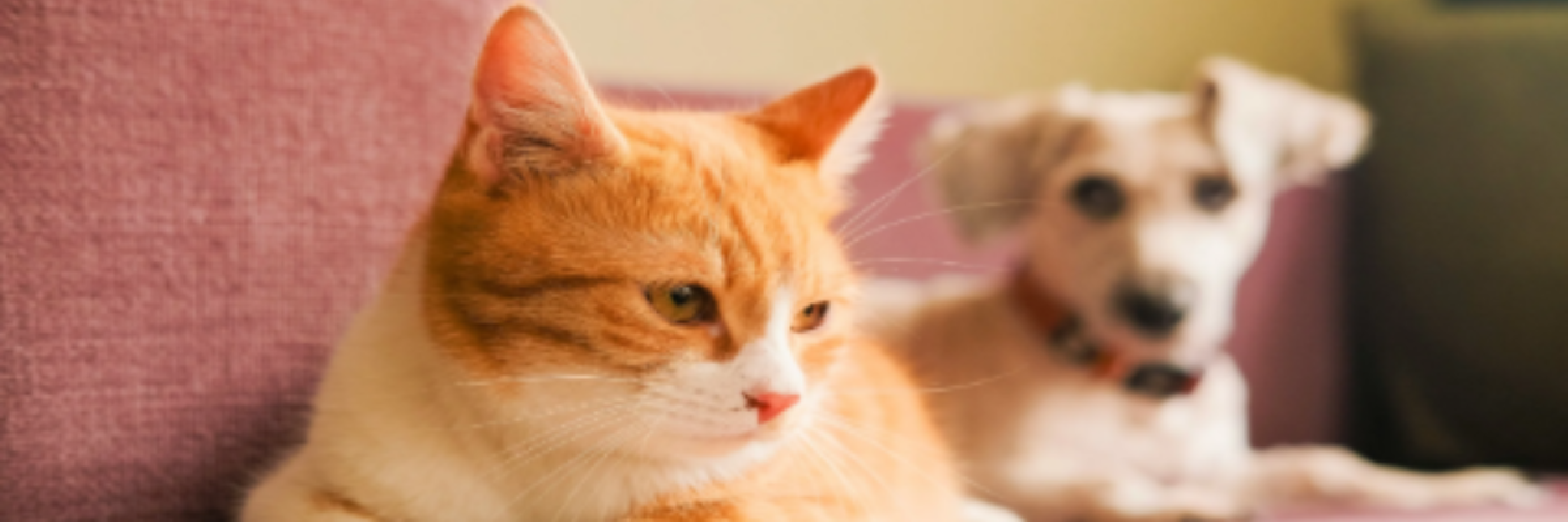 Evcil Hayvanlar İlişkilere Nasıl Katkı Sağlar?