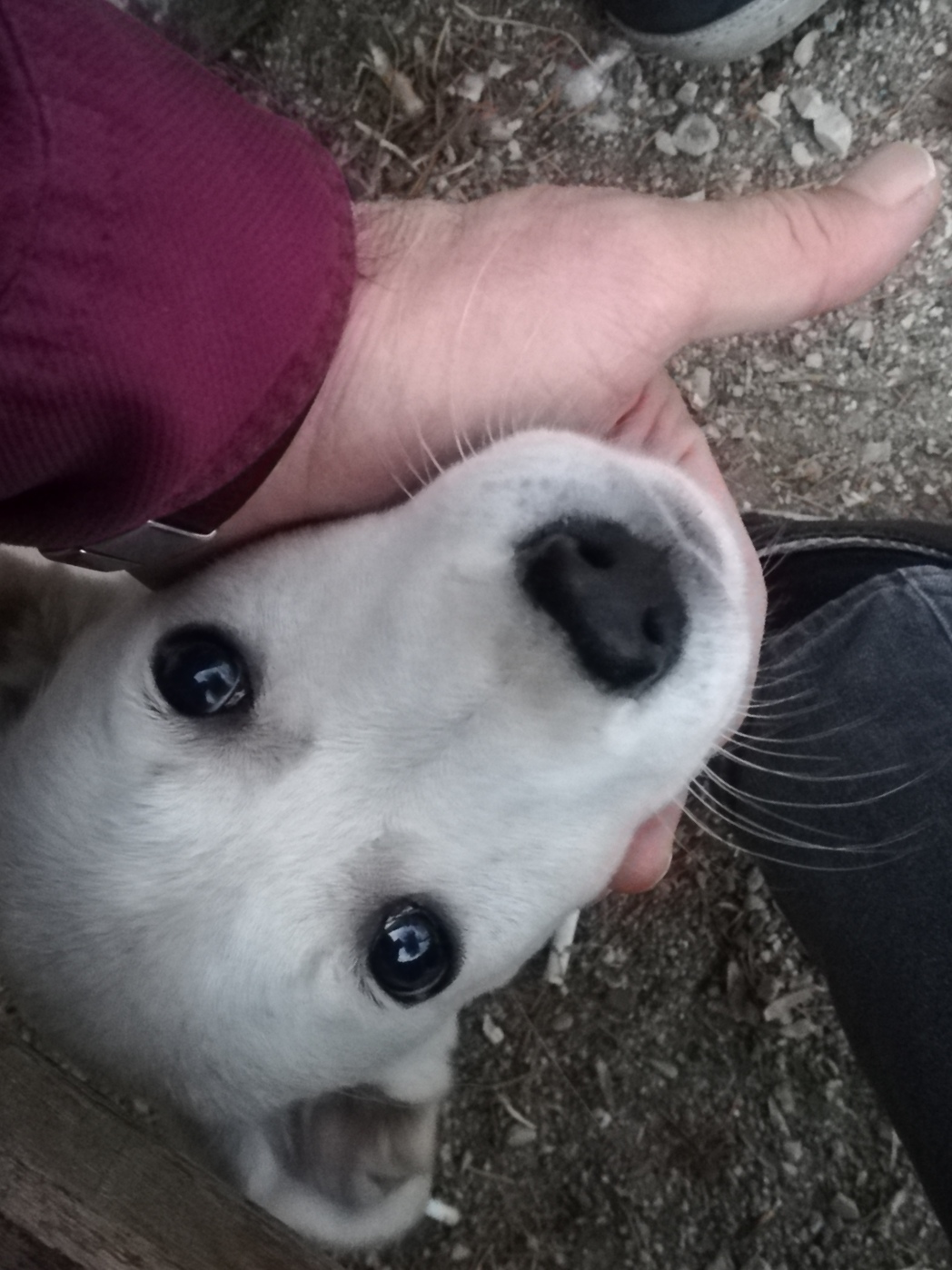 Sevgi-Vicdan-Kural Üçgeninde Pasif-Agresif Tutumlar Üzerine Bir Derleme