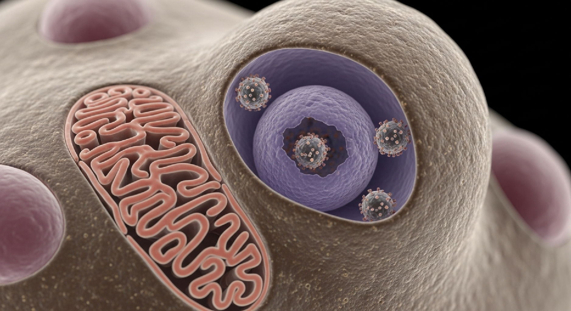HPV