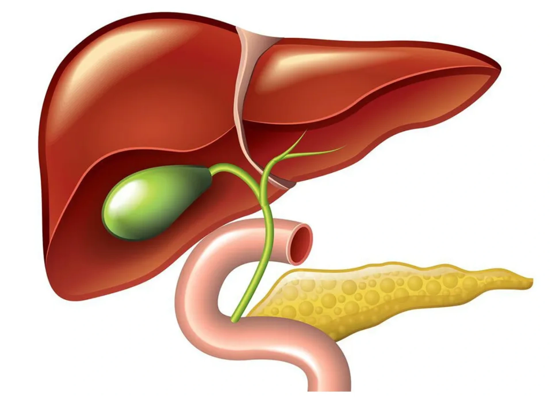 ERCP nedir? ERCP nasıl yapılır? ERCP kimlere yapılır? ERCP'nin komplikasyonları nelerdir?