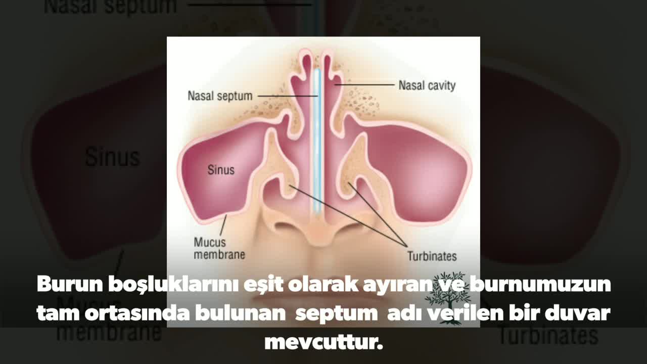 Youtube – Septum deviasyonu
